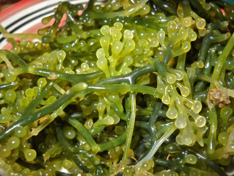 alghe-e-gastrite