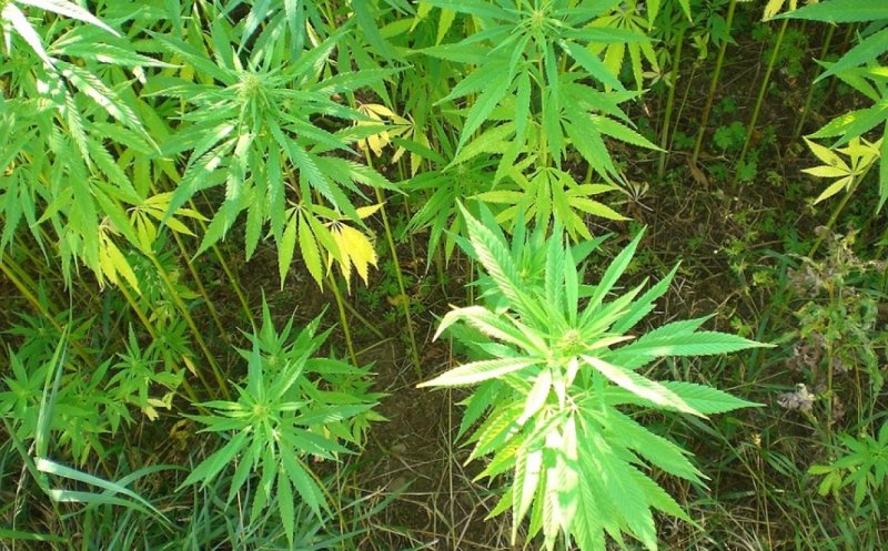 piante-cannabis