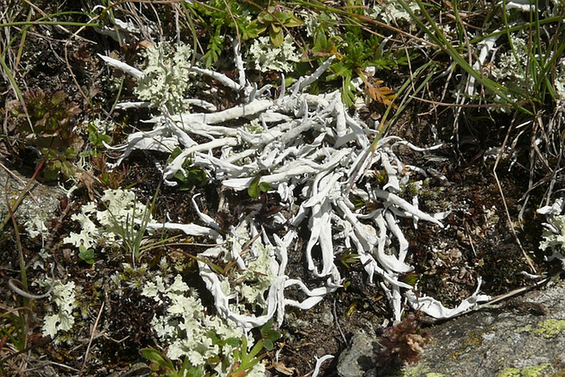 rimedi-gastrite-lichene-islandico